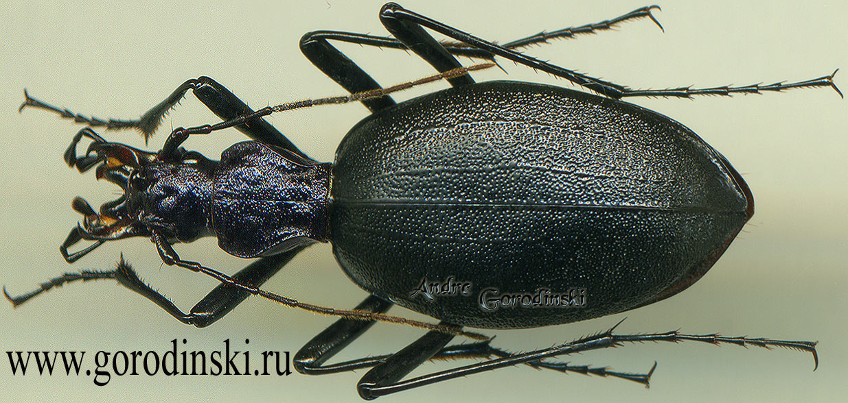 http://www.gorodinski.ru/carabidae/Cychropsis korelli kazantsevi.jpg